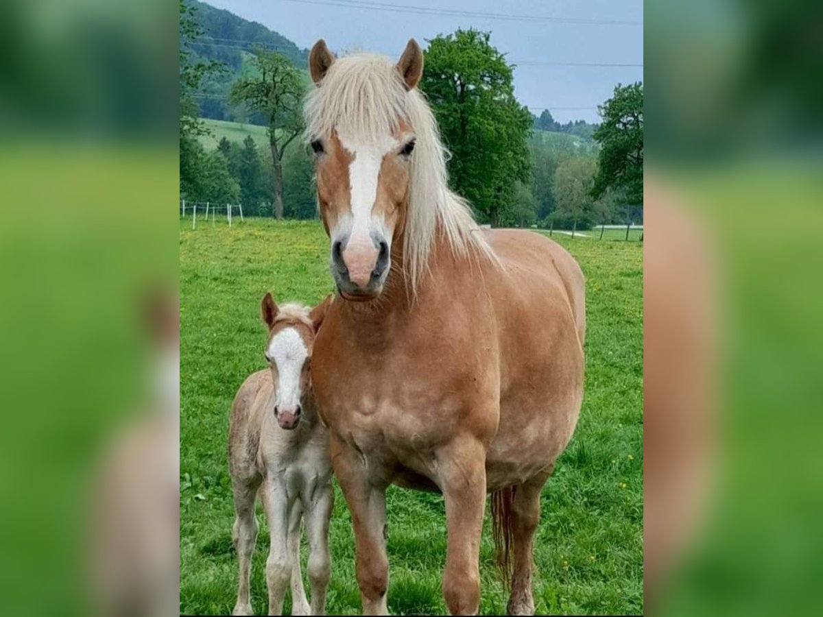 Haflinger / Avelignese Giumenta 12 Anni 148 cm Sauro in Purgstall