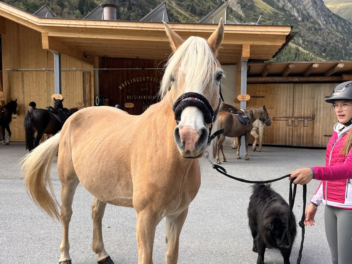 Haflinger / Avelignese Giumenta 12 Anni 148 cm Sauro in St. Leonhard i. Pitztal