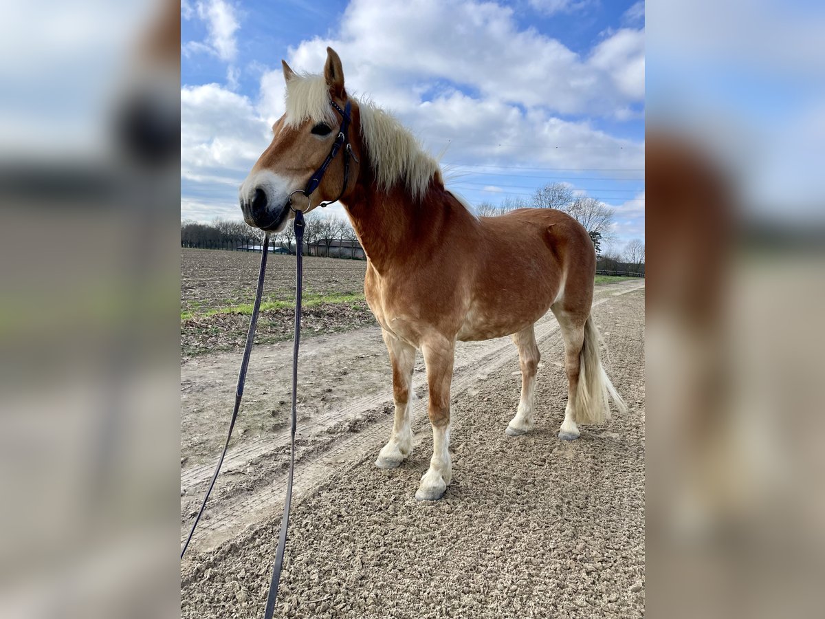 Haflinger / Avelignese Giumenta 12 Anni 150 cm in Bottrop