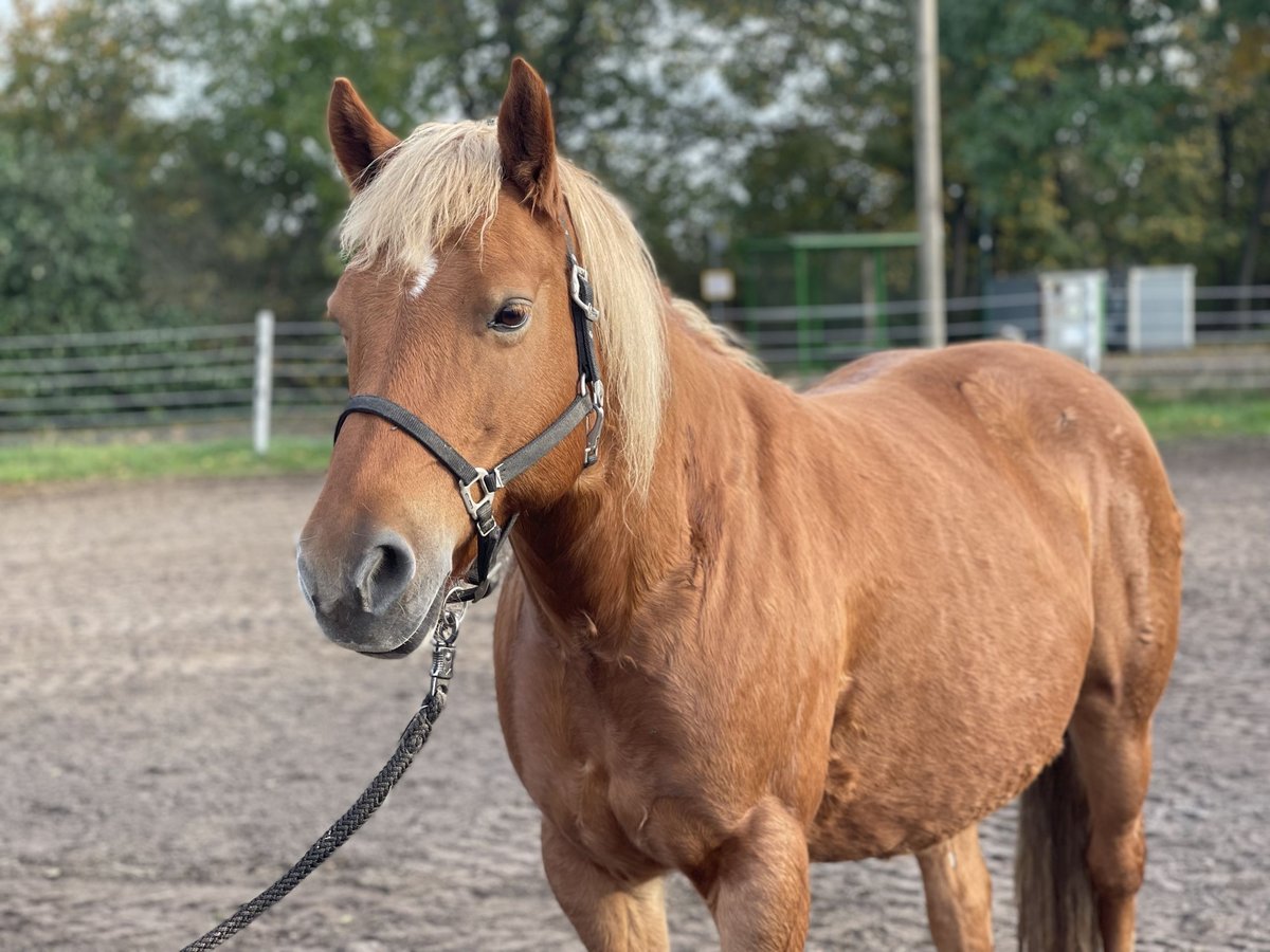 Haflinger / Avelignese Giumenta 13 Anni 135 cm Sauro in Trebbin