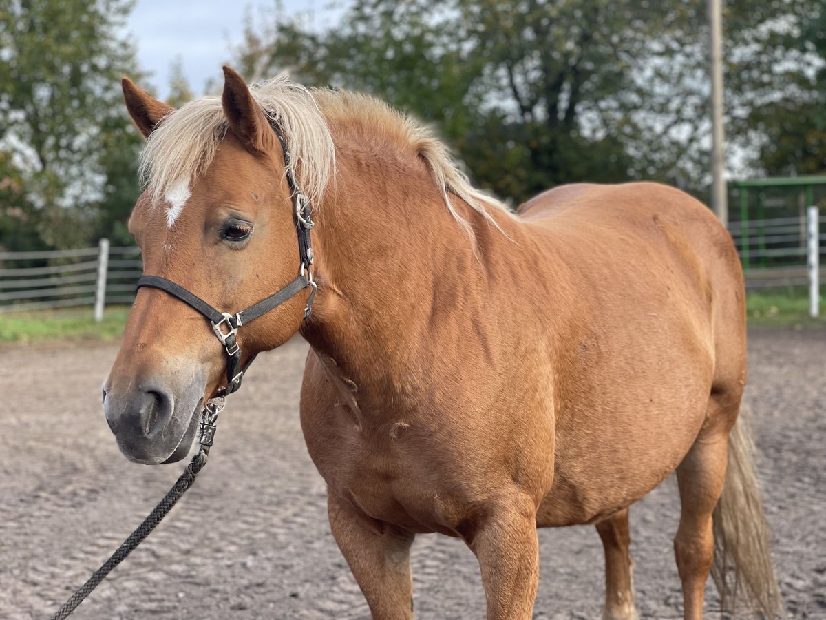 Haflinger / Avelignese Giumenta 13 Anni 147 cm Sauro in Trebbin