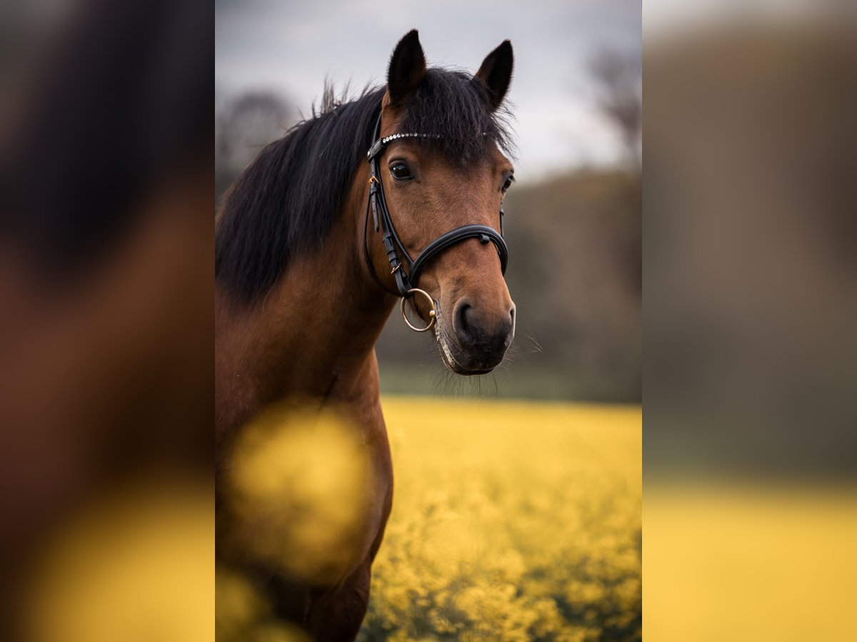 Haflinger / Avelignese Mix Giumenta 15 Anni 142 cm Baio in Hagen am Teutoburger Wald