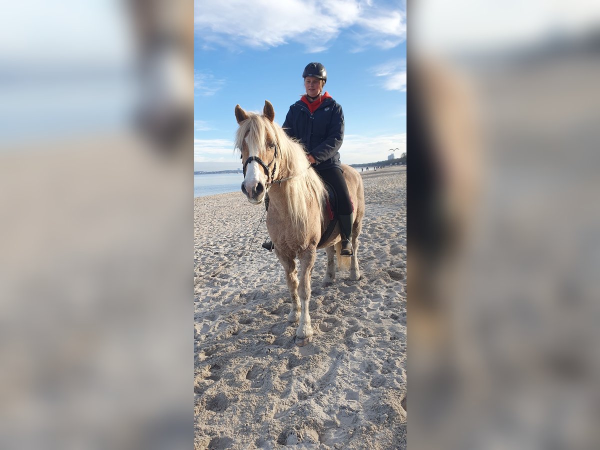 Haflinger / Avelignese Mix Giumenta 15 Anni 144 cm Falbo in Timmendorfer Strand