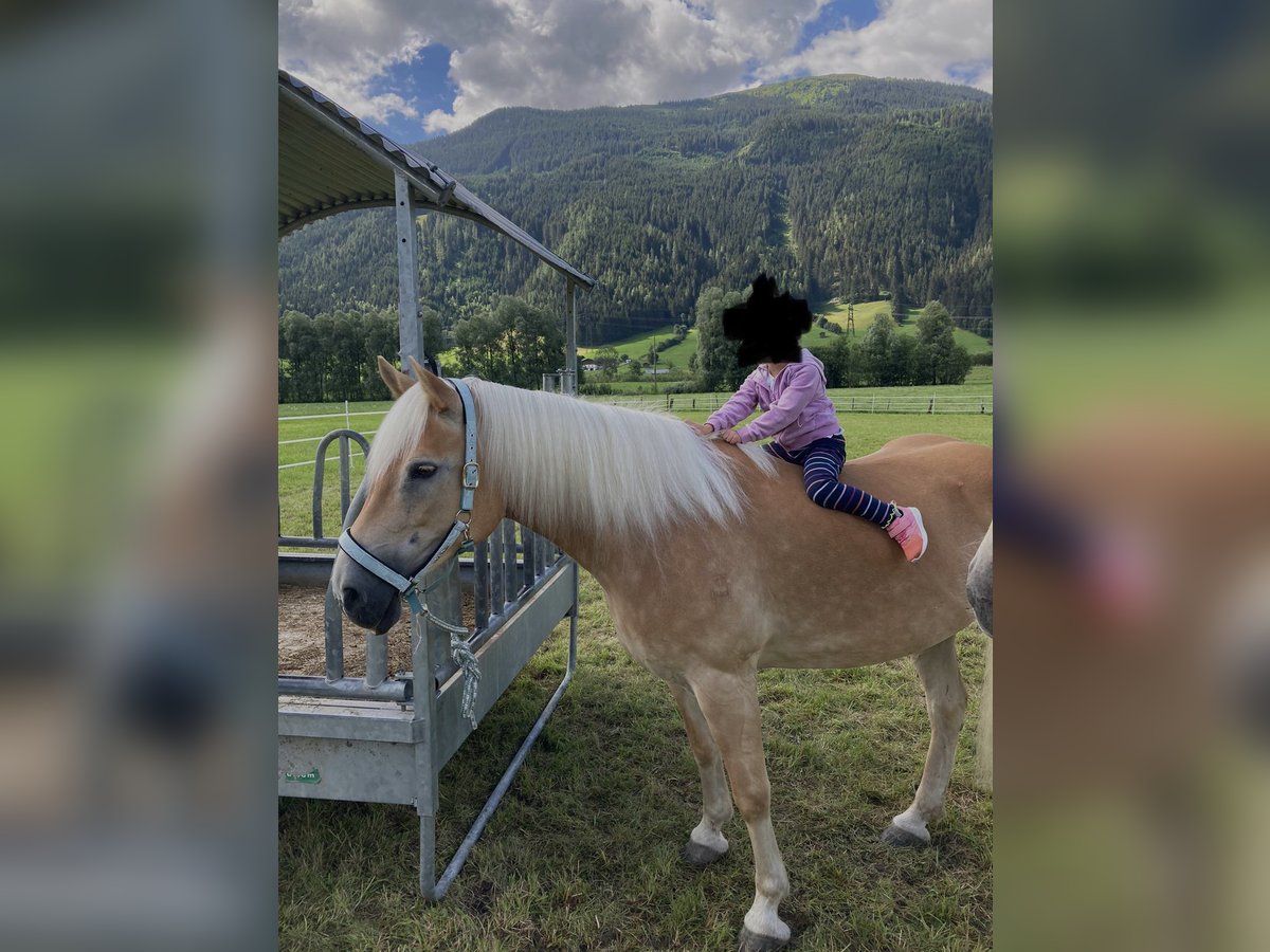 Haflinger / Avelignese Giumenta 15 Anni 149 cm in Mittersill