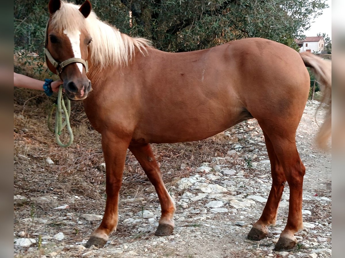 Haflinger / Avelignese Giumenta 18 Anni 140 cm Sauro in Poggio Nativo