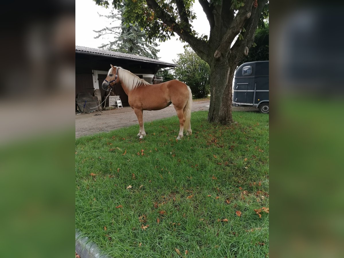 Haflinger / Avelignese Giumenta 19 Anni 152 cm Sauro in Vienenburg