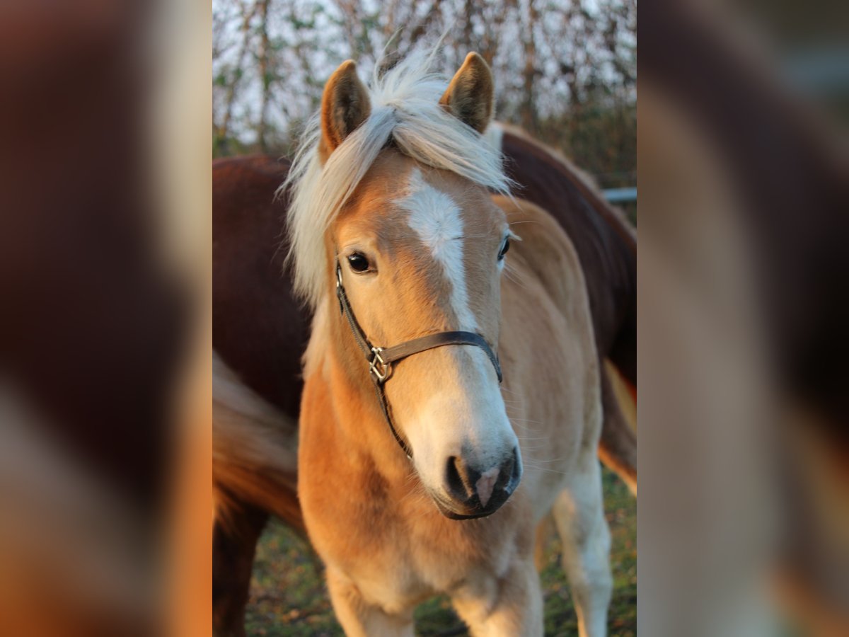 Haflinger / Avelignese Giumenta 1 Anno in Wallern