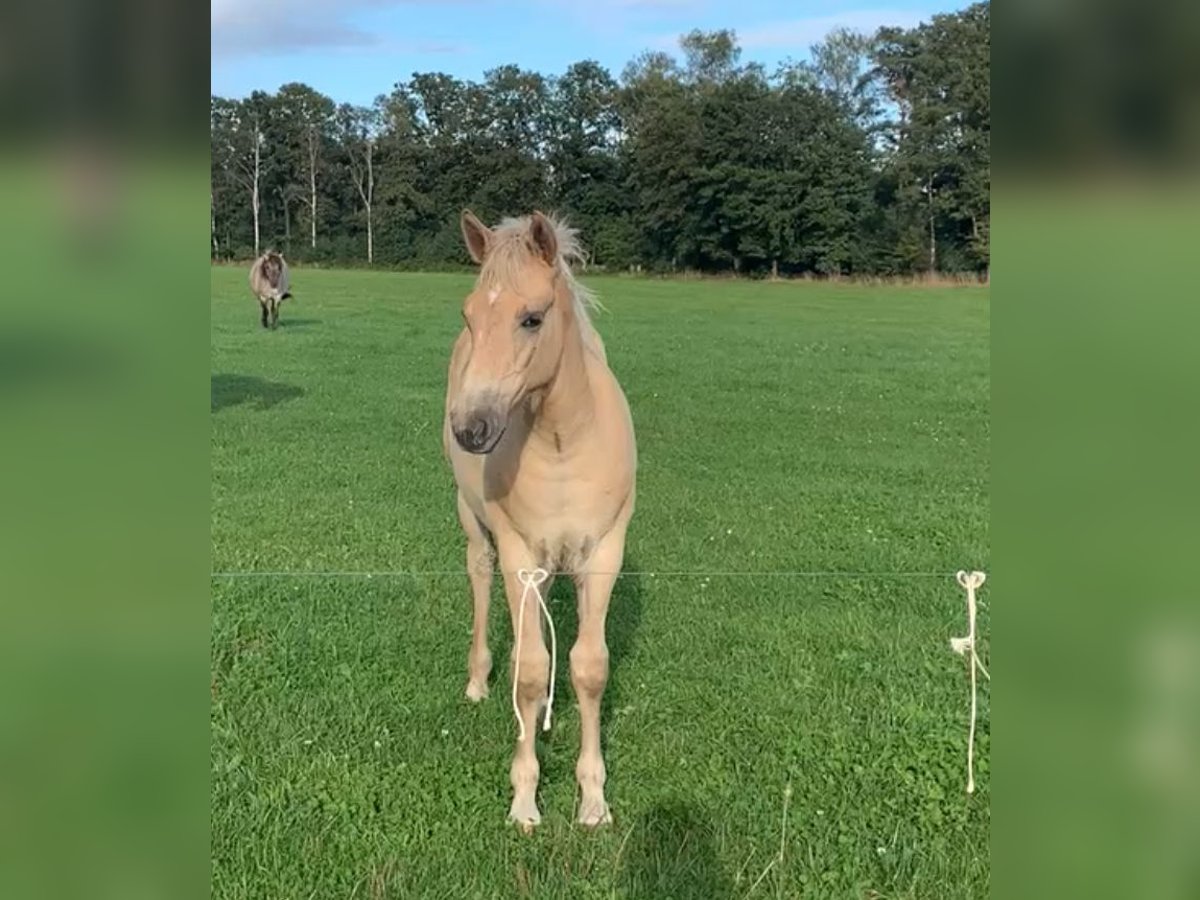 Haflinger / Avelignese Mix Giumenta 1 Anno in Ostercappeln