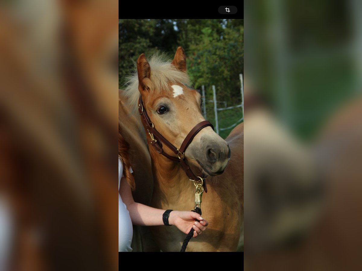 Haflinger / Avelignese Giumenta 1 Anno Sauro in Murstetten