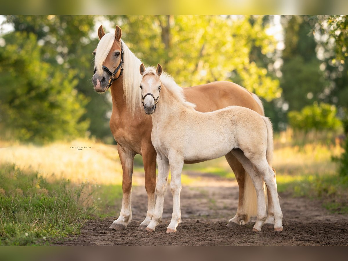 Haflinger / Avelignese Giumenta 20 Anni 148 cm Sauro in Trebbin