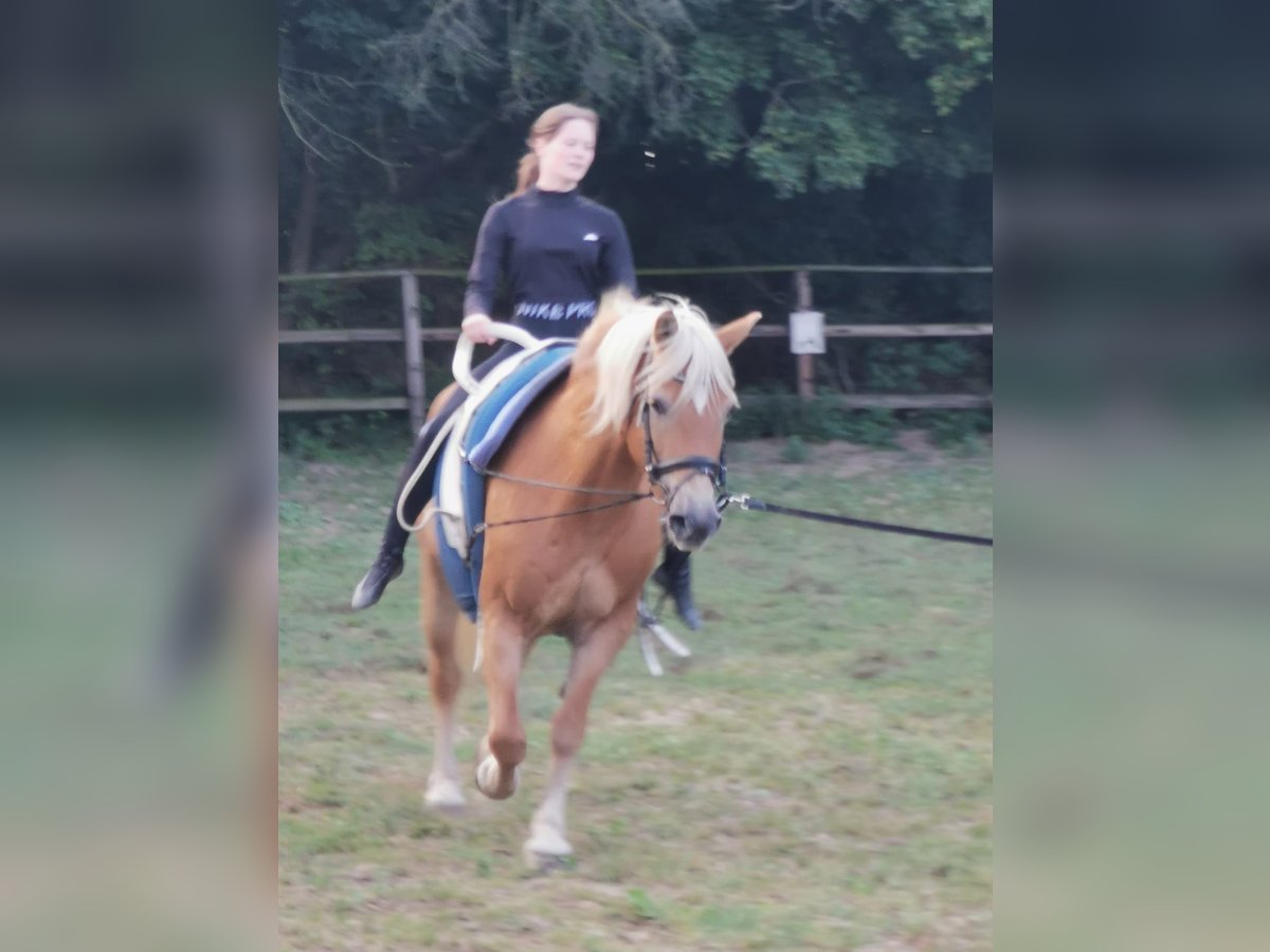 Haflinger / Avelignese Giumenta 20 Anni 152 cm Sauro in Vienenburg