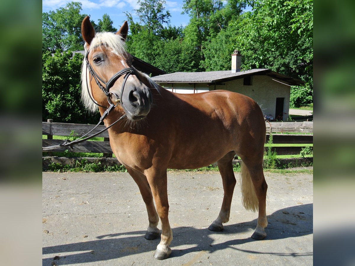 Haflinger / Avelignese Giumenta 22 Anni 150 cm Sauro in Waldstetten