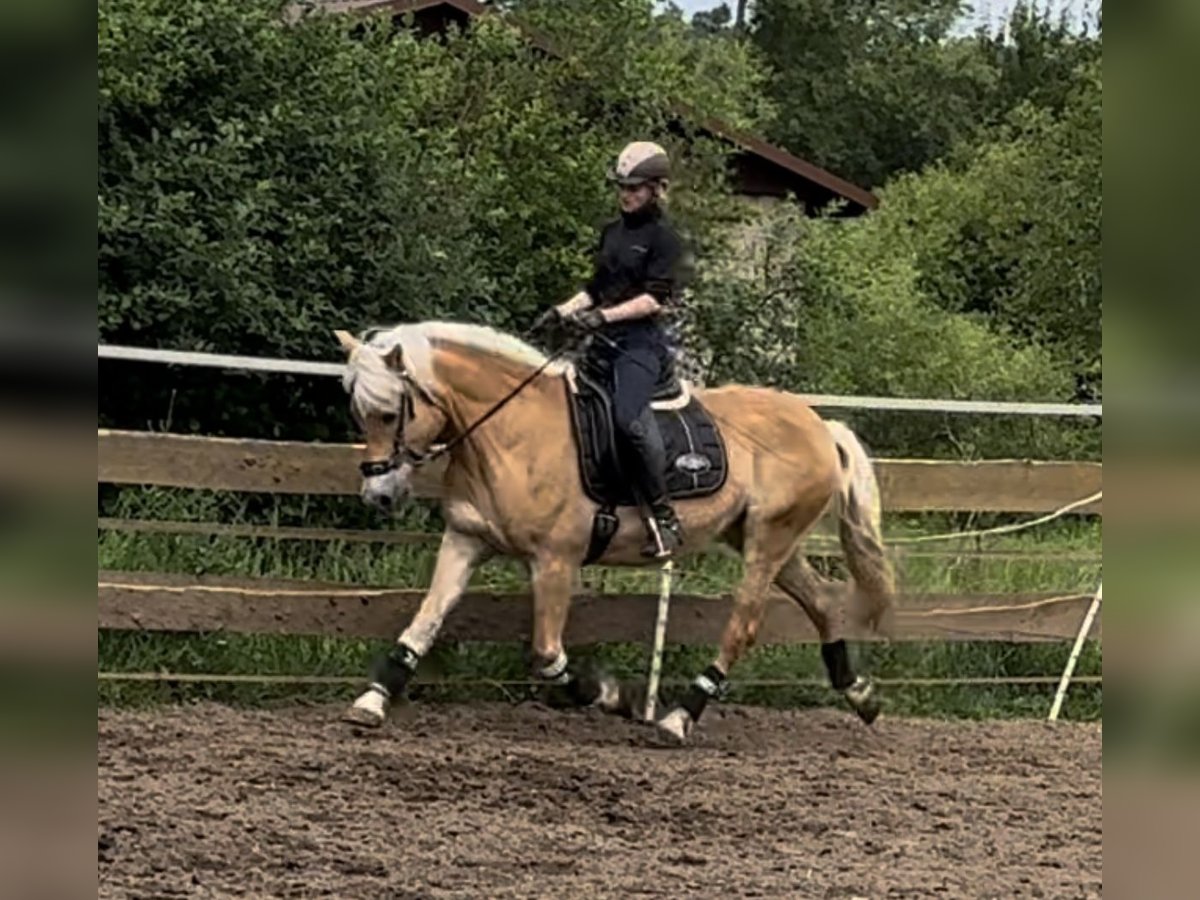 Haflinger / Avelignese Giumenta 23 Anni 147 cm Sauro in Heideck