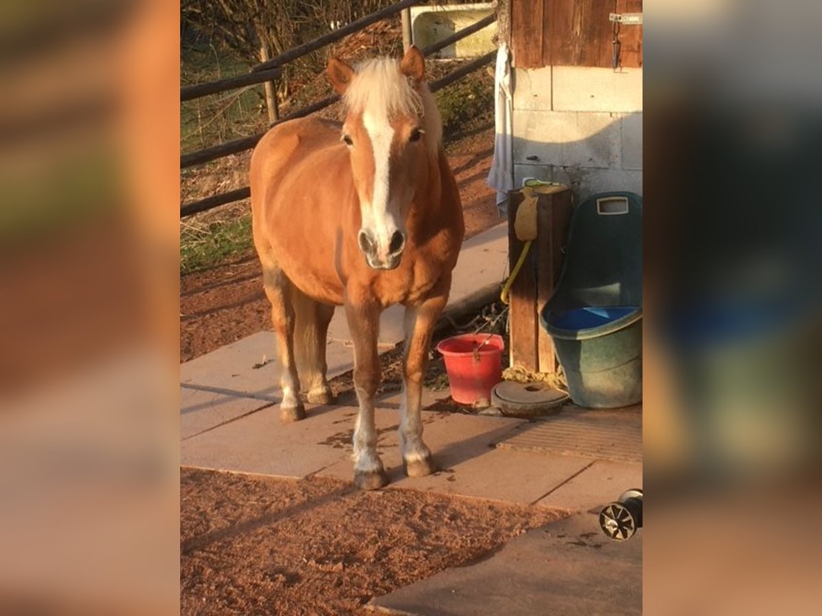 Haflinger / Avelignese Giumenta 29 Anni 141 cm in Brütten