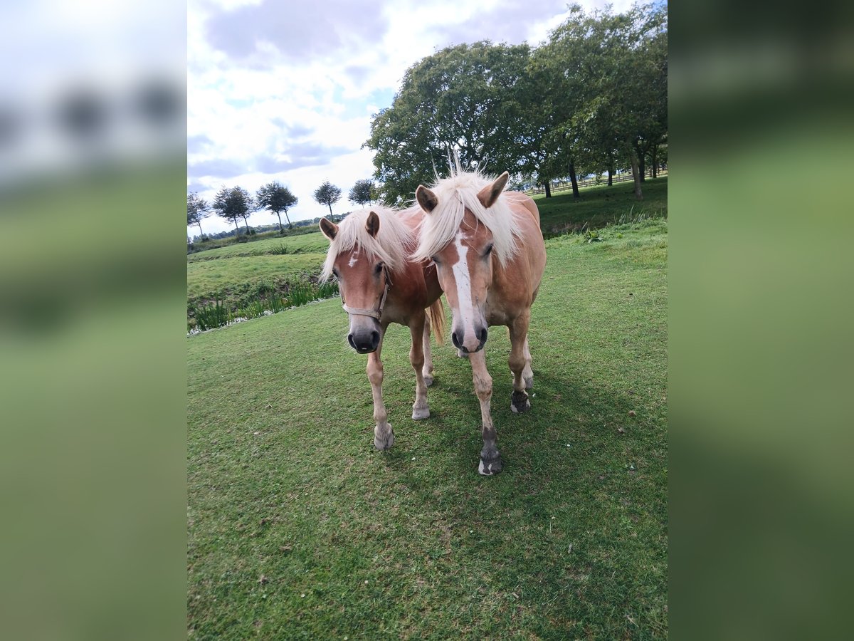 Haflinger / Avelignese Giumenta 2 Anni 138 cm Sauro in Middenbeemster