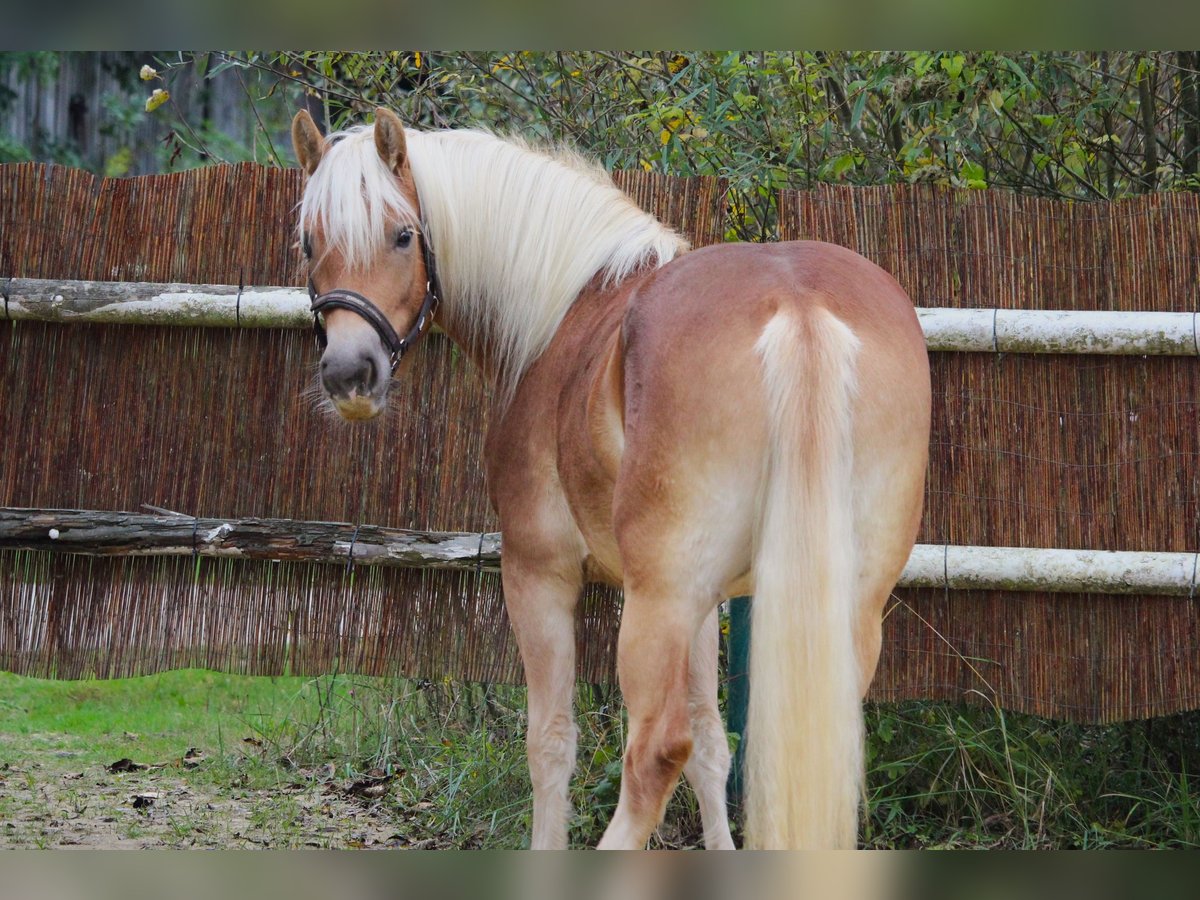 Haflinger / Avelignese Giumenta 2 Anni 147 cm Sauro in Saxen