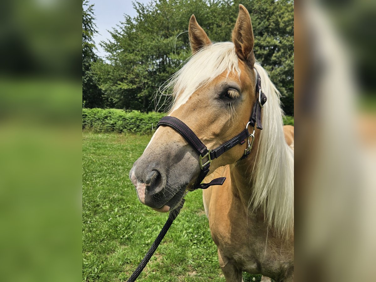 Haflinger / Avelignese Giumenta 2 Anni 148 cm Sauro in Simmerath