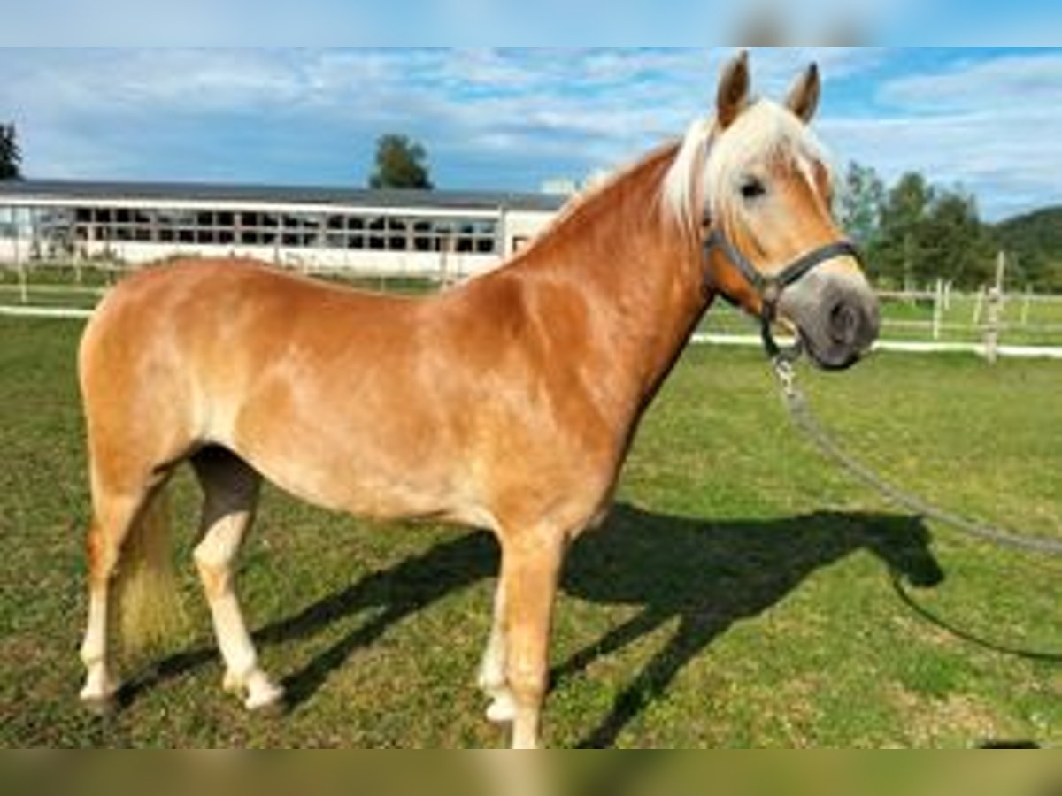 Haflinger / Avelignese Giumenta 2 Anni 150 cm Sauro in Eichstätt