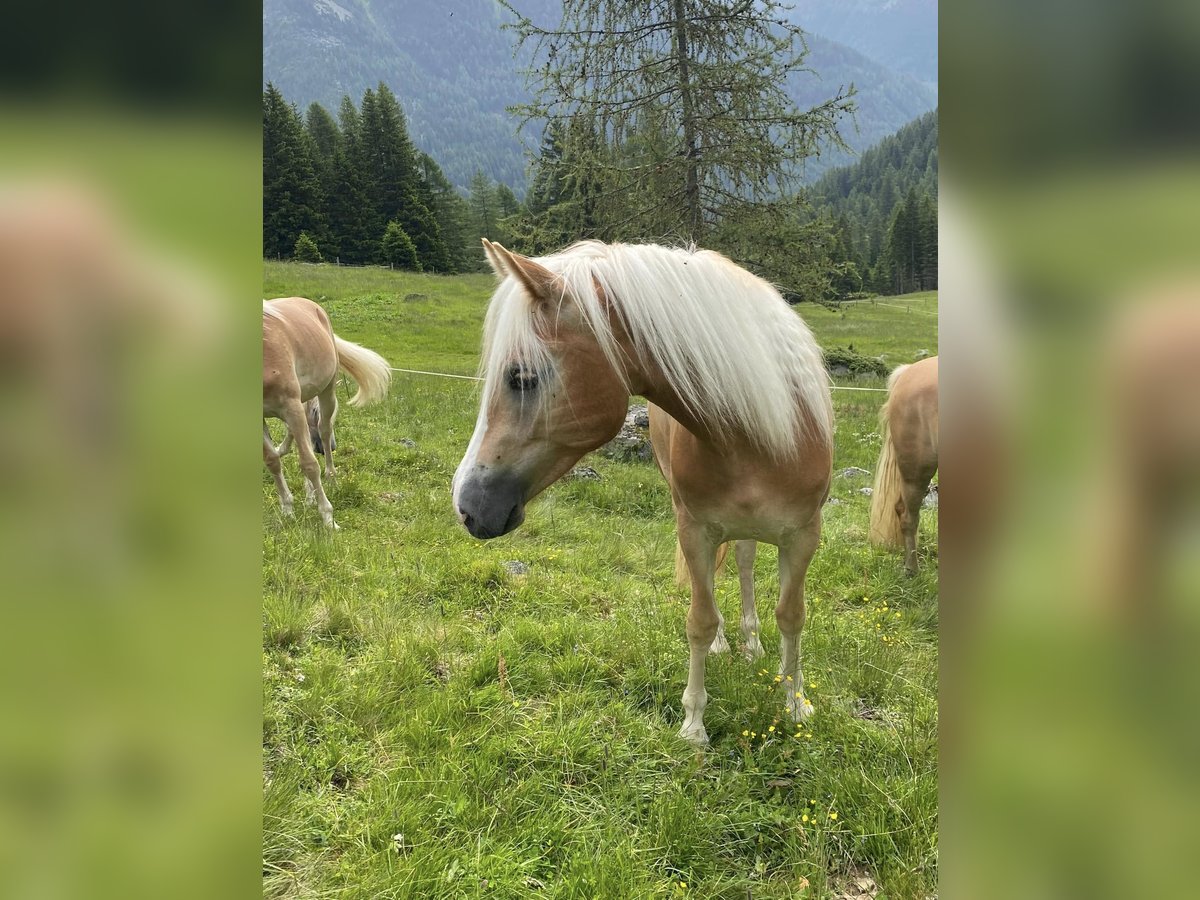 Haflinger / Avelignese Giumenta 2 Anni 152 cm Sauro in Stadtschlaining