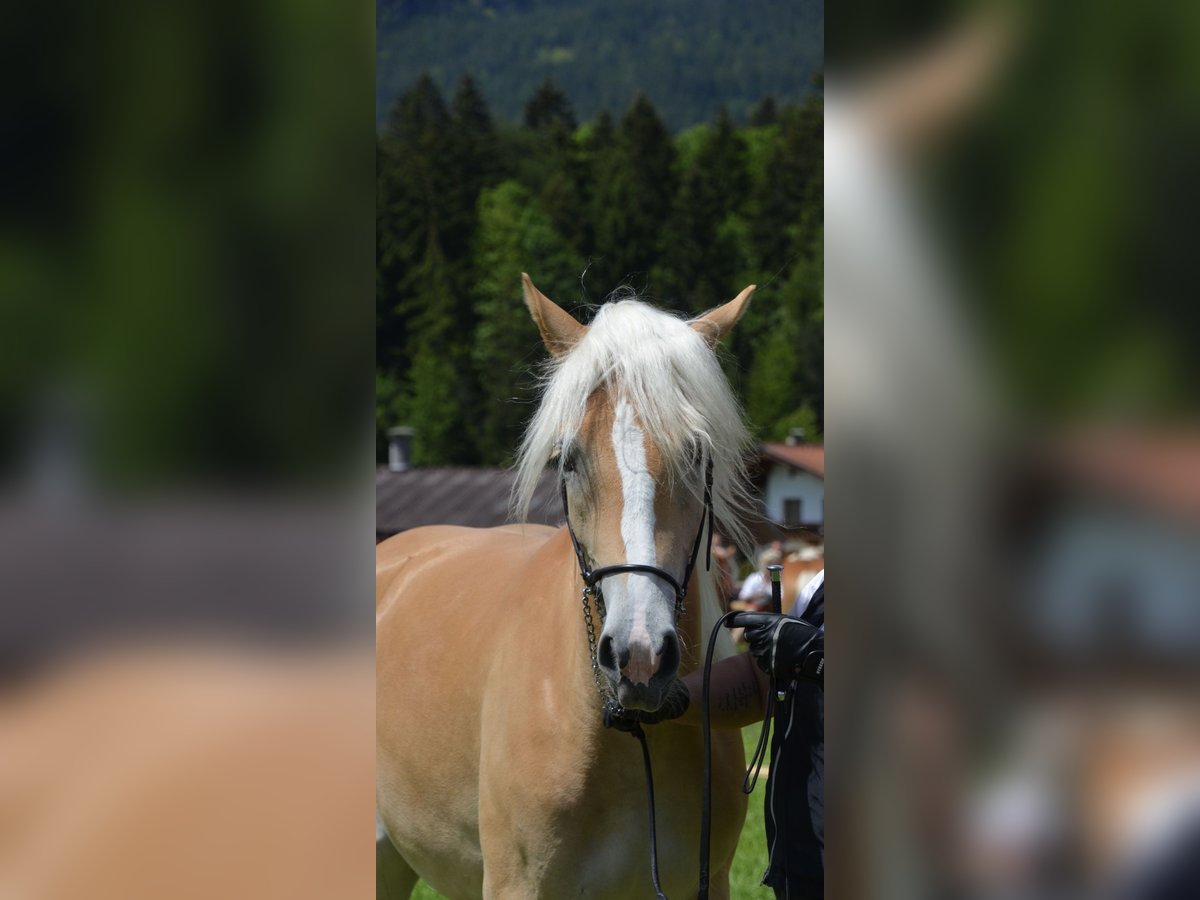 Haflinger / Avelignese Giumenta 2 Anni 153 cm Sauro in Münster