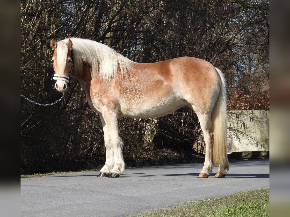 Haflinger / Avelignese Giumenta 3 Anni 142 cm Sauro in Verl