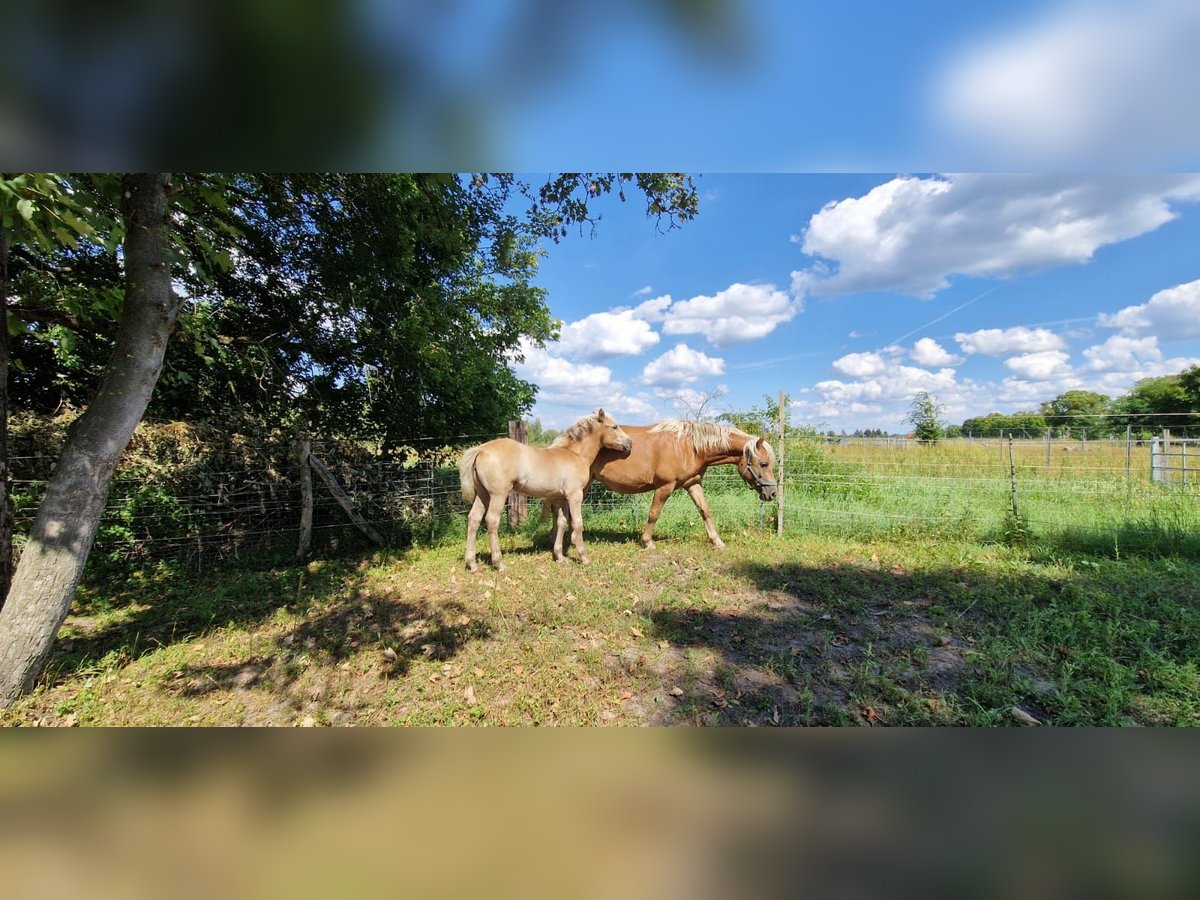 Haflinger / Avelignese Giumenta 3 Anni 145 cm Sauro in Schulzendorf