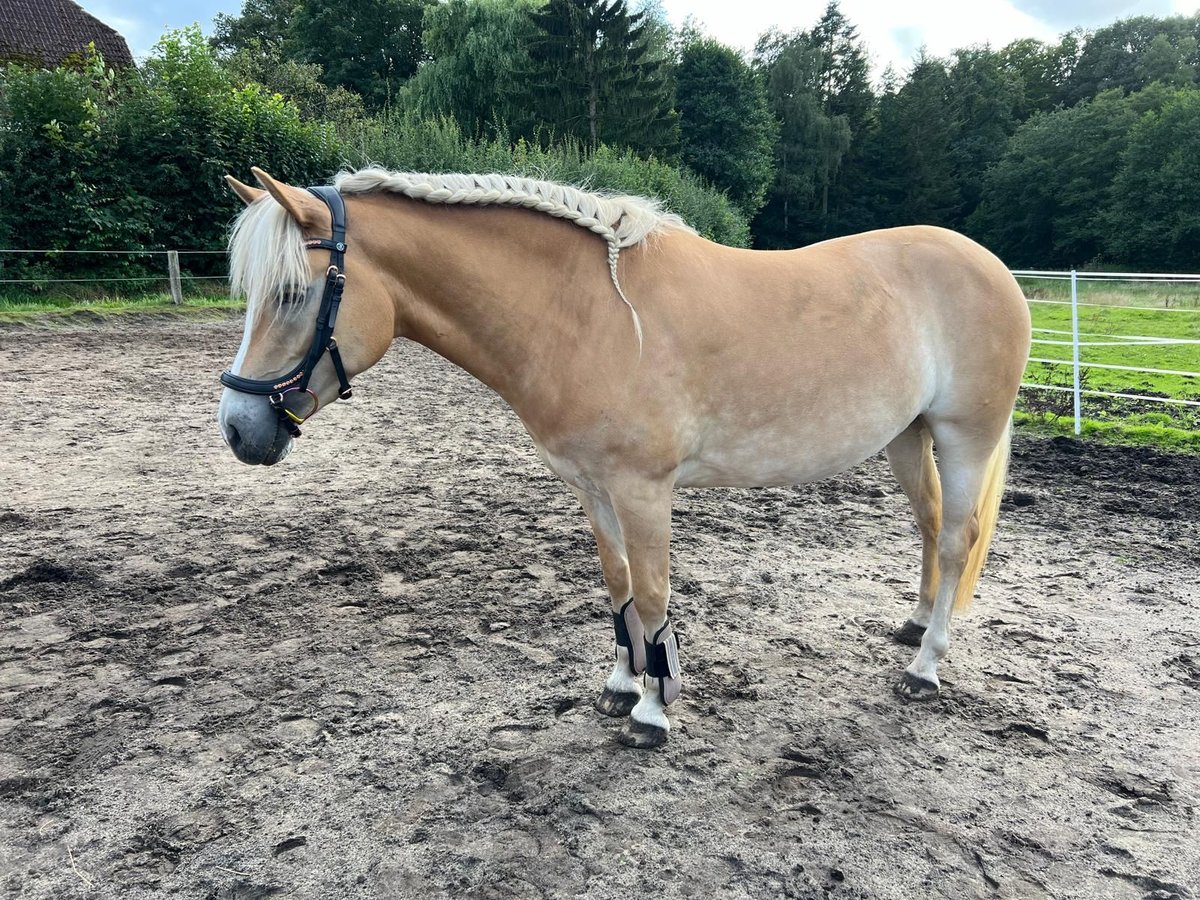 Haflinger / Avelignese Giumenta 3 Anni 146 cm Sauro in Tangstedt