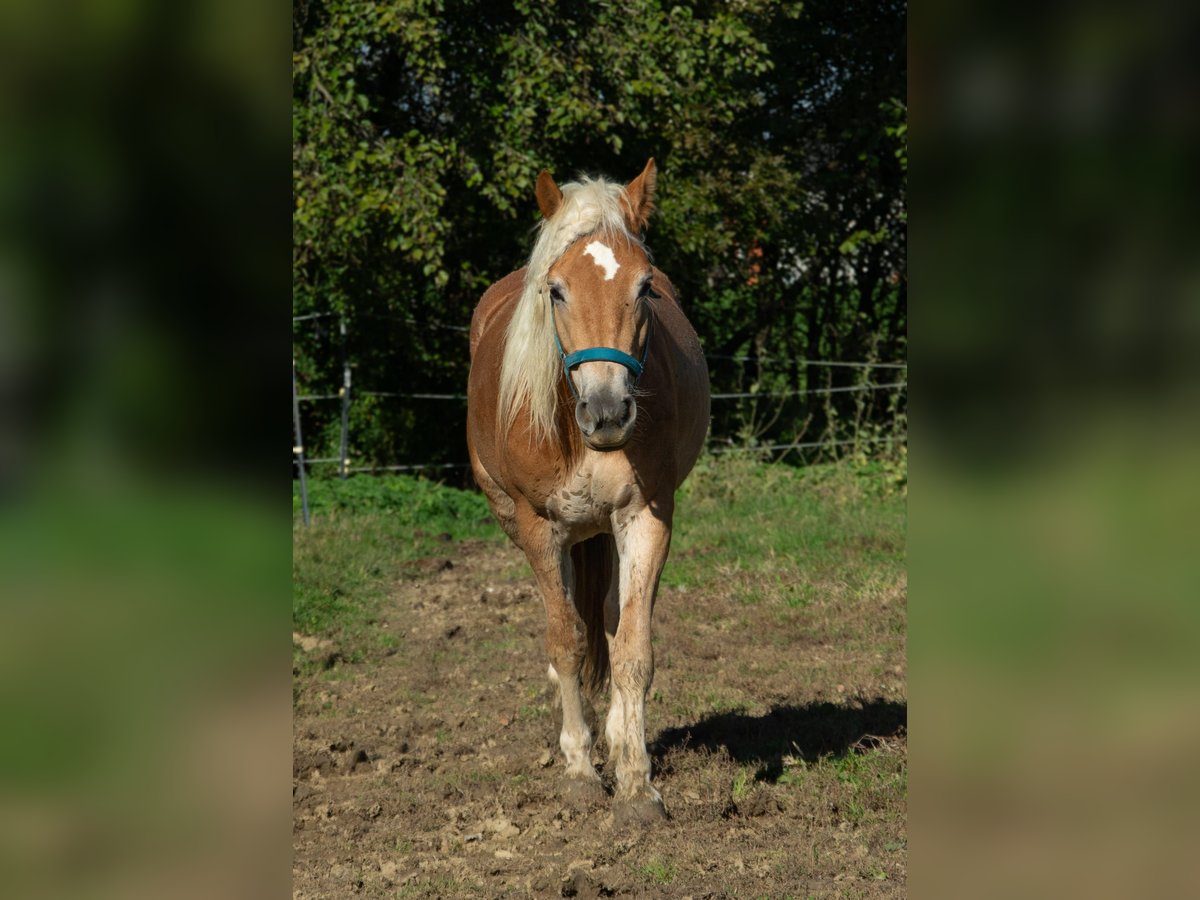 Haflinger / Avelignese Giumenta 3 Anni 147 cm in Neuhofen an der Krems