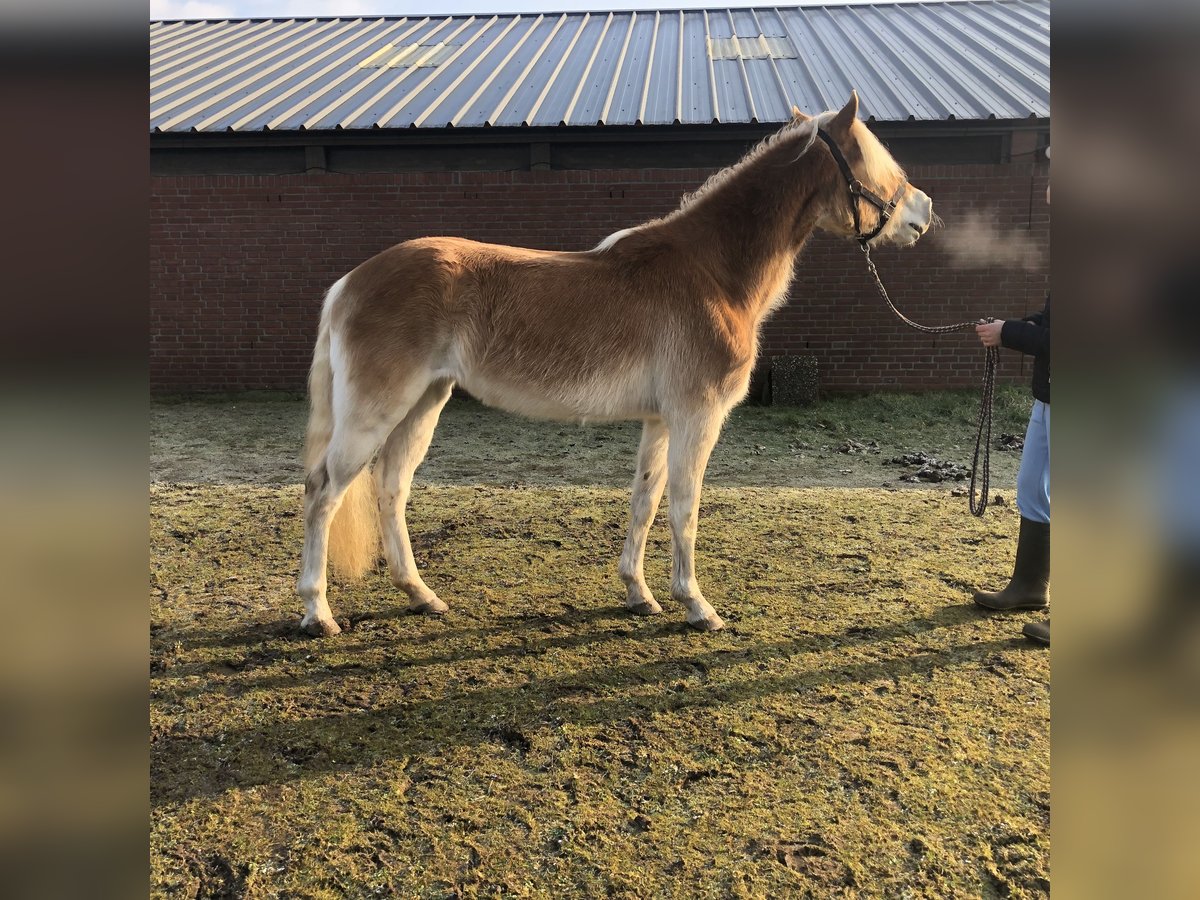 Haflinger / Avelignese Giumenta 3 Anni 147 cm Sauro in Schijndel