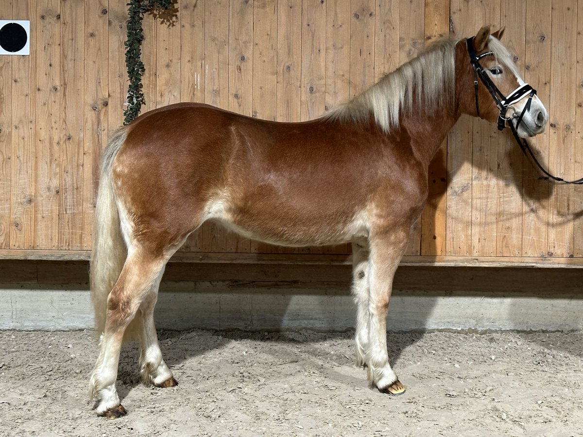 Haflinger / Avelignese Giumenta 3 Anni 149 cm Sauro in Riedlingen