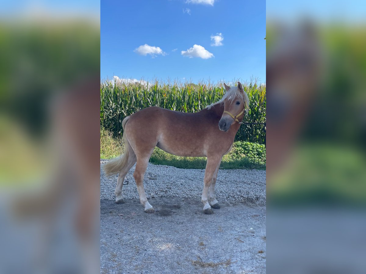 Haflinger / Avelignese Giumenta 3 Anni 150 cm Sauro in Caravaggio