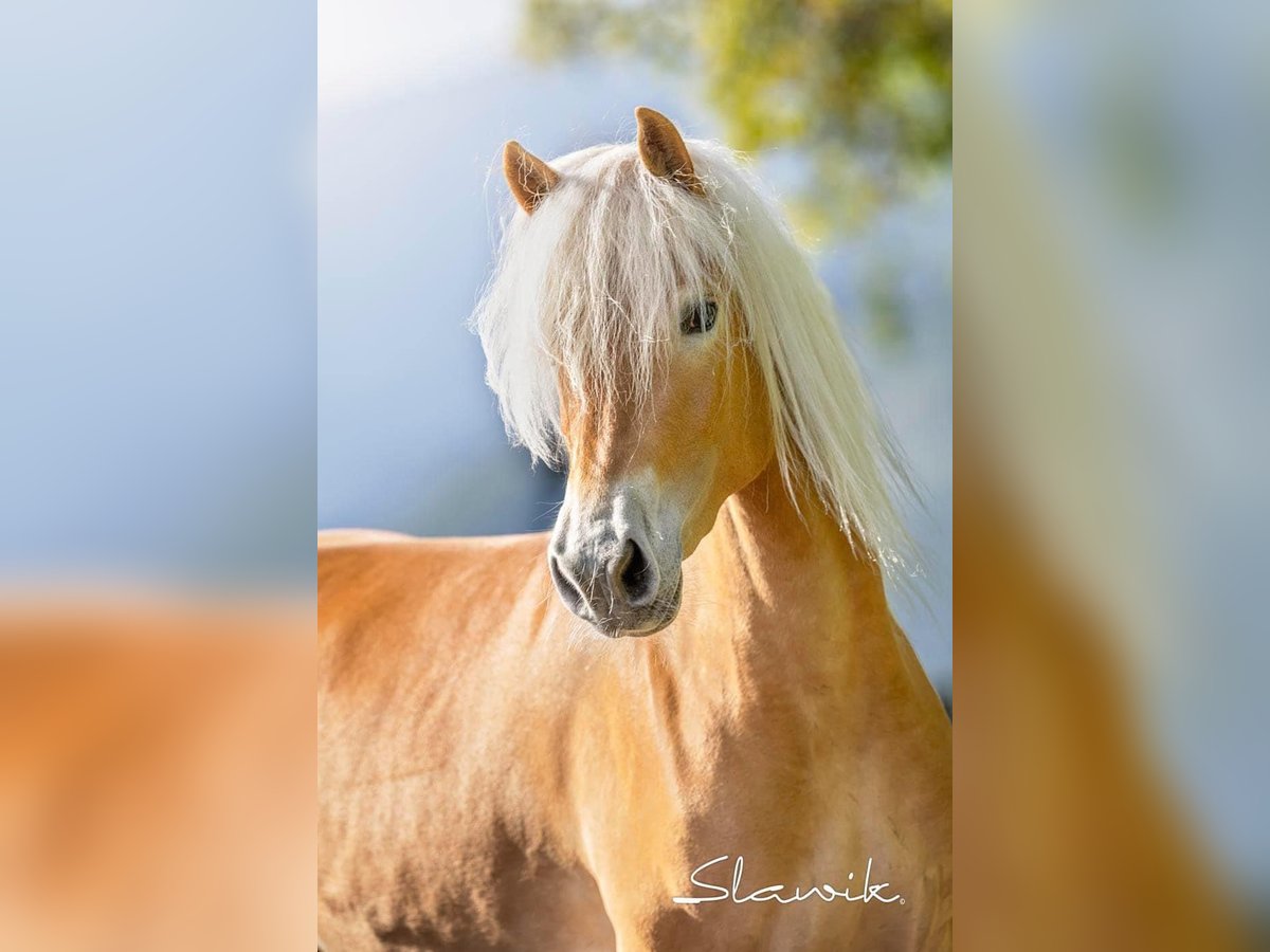 Haflinger / Avelignese Giumenta 3 Anni 150 cm Sauro in Tscherms