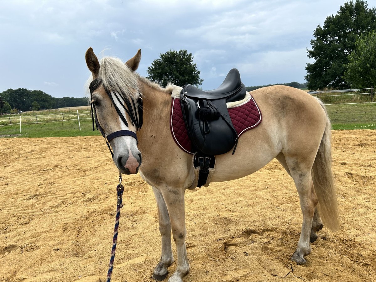 Haflinger / Avelignese Giumenta 3 Anni in Bremerhaven