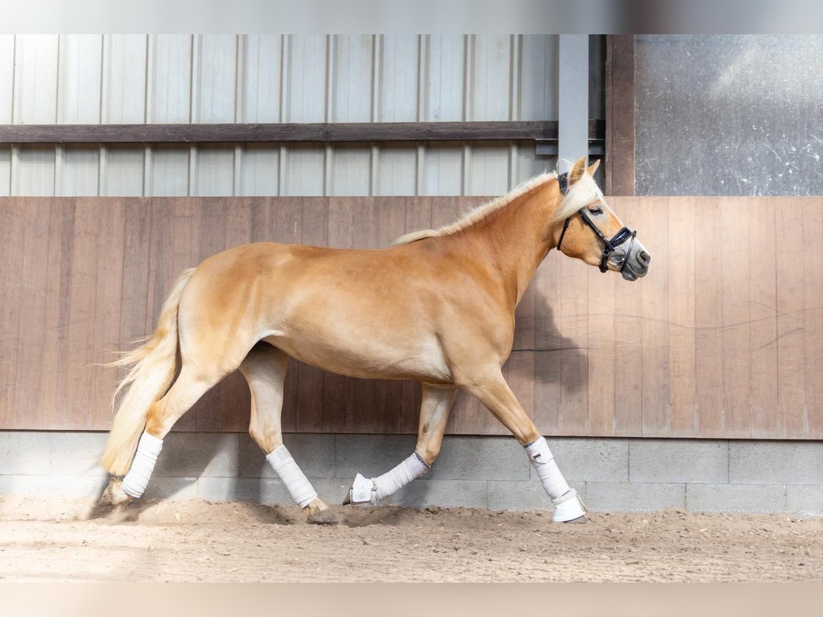 Haflinger / Avelignese Giumenta 4 Anni 143 cm Sauro in Kehlen