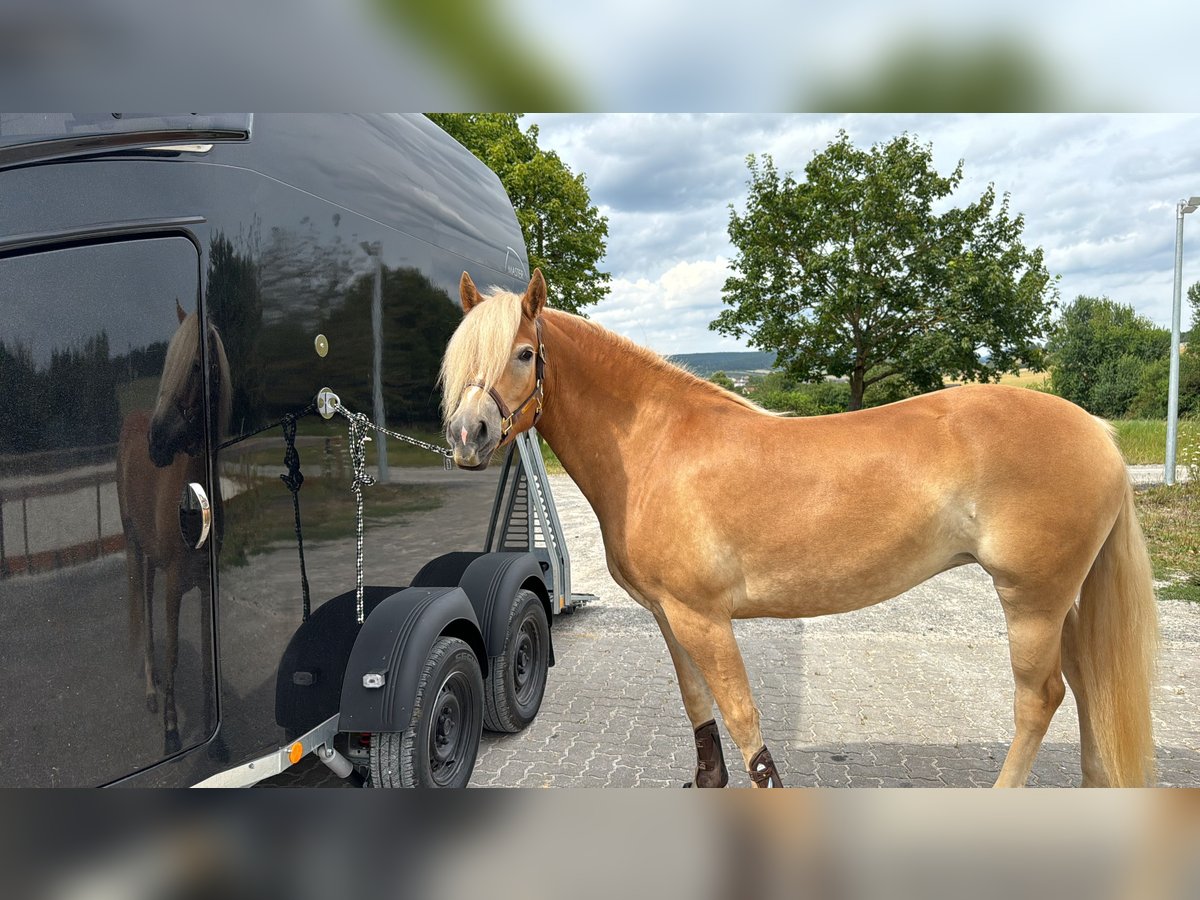 Haflinger / Avelignese Giumenta 4 Anni 155 cm Baio chiaro in Rhönblick