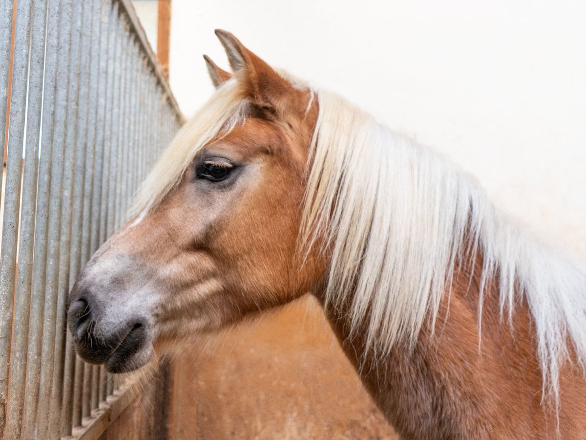 Haflinger / Avelignese Giumenta 4 Anni in Jenesien