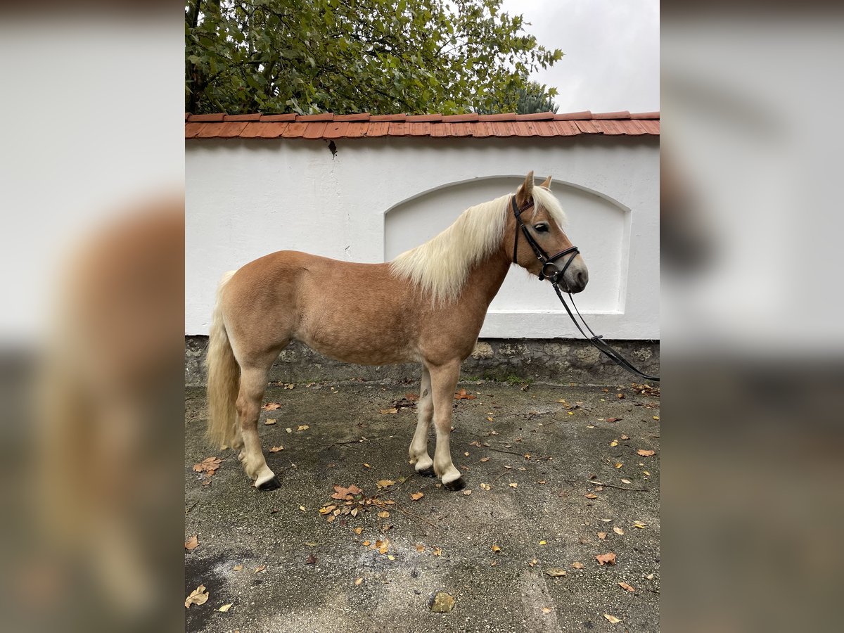 Haflinger / Avelignese Giumenta 5 Anni 143 cm Sauro scuro in Szarvaskend