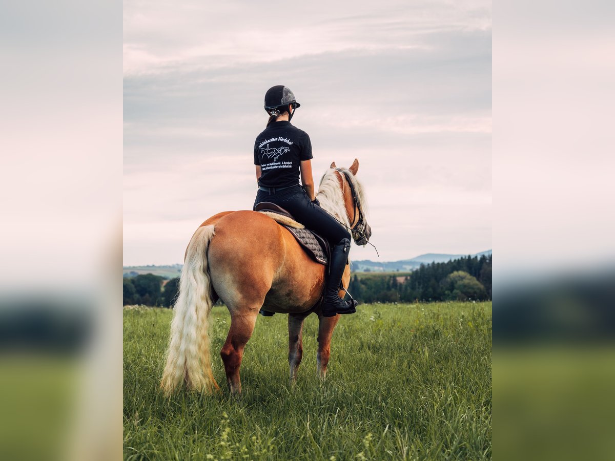 Haflinger / Avelignese Giumenta 5 Anni 148 cm Sauro in Iggingen