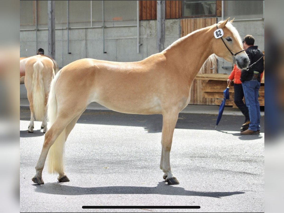 Haflinger / Avelignese Giumenta 5 Anni 150 cm Sauro in Jerzens