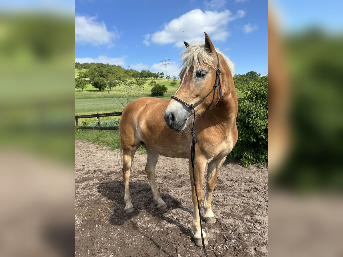 Haflinger / Avelignese Giumenta 5 Anni 150 cm Sauro in Külsheim