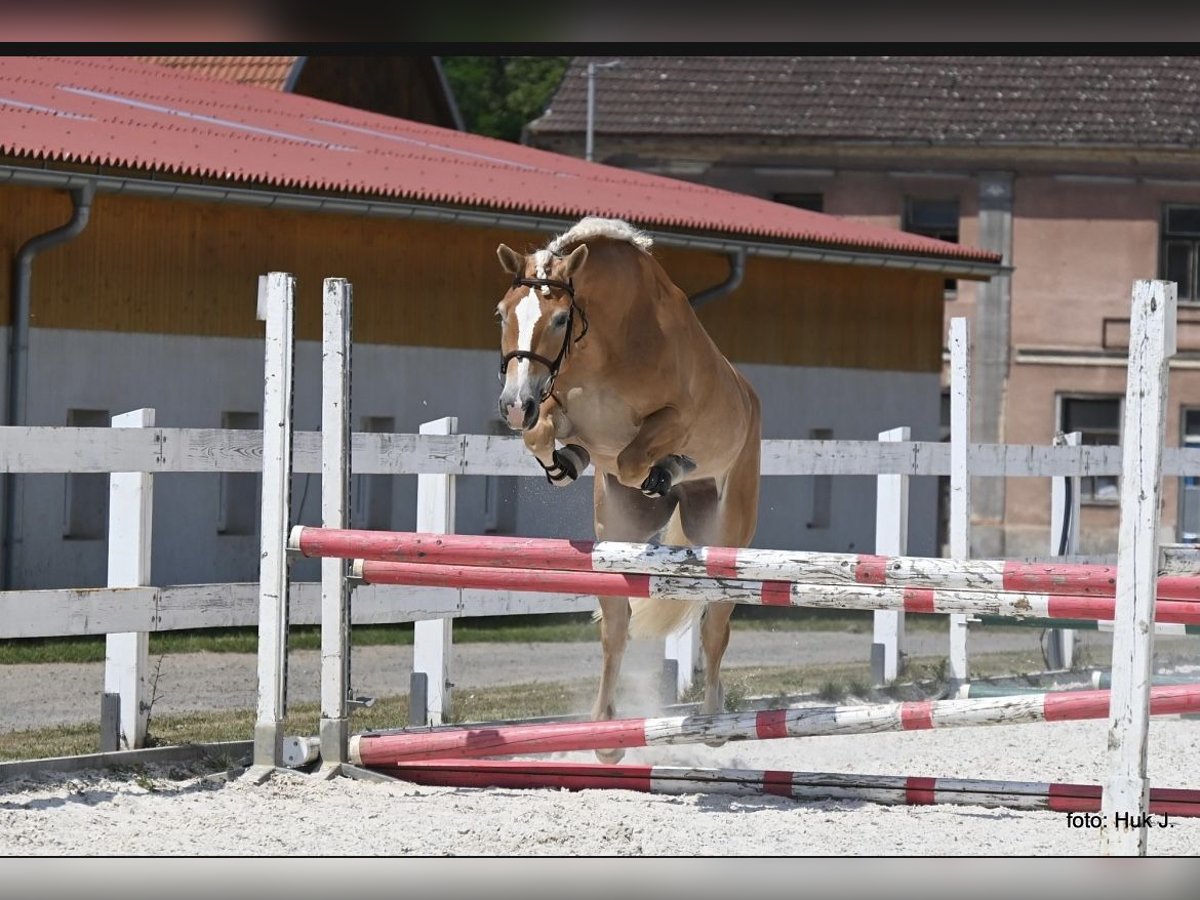 Haflinger / Avelignese Giumenta 5 Anni 151 cm Sauro scuro in Tuhaň