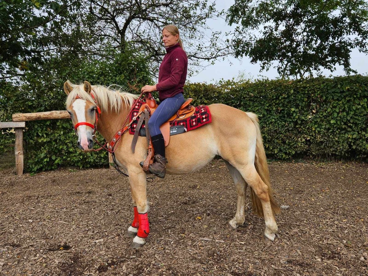 Haflinger / Avelignese Giumenta 5 Anni 152 cm Sauro in Linkenbach