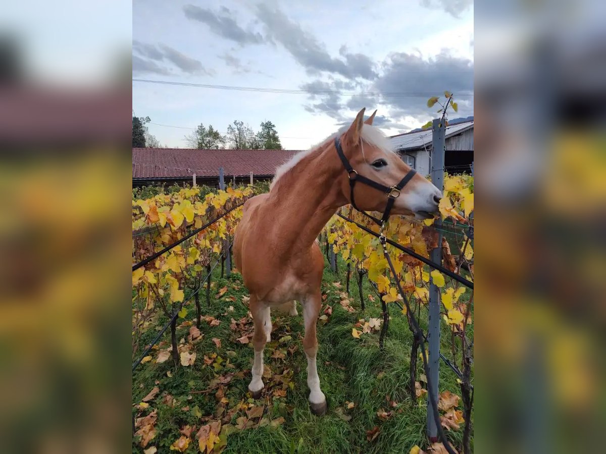 Haflinger / Avelignese Giumenta 5 Anni 157 cm Sauro in Eppan