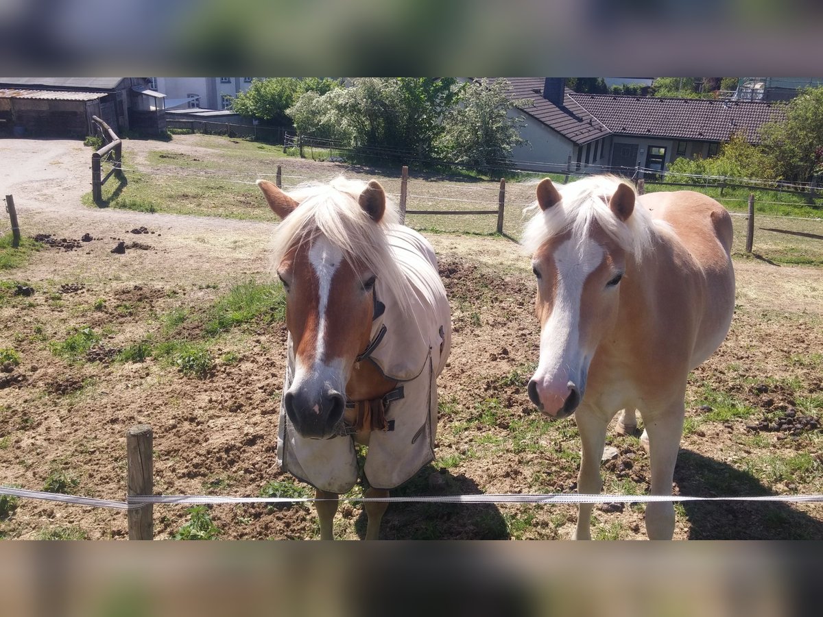 Haflinger / Avelignese Giumenta 5 Anni in Wülfrath