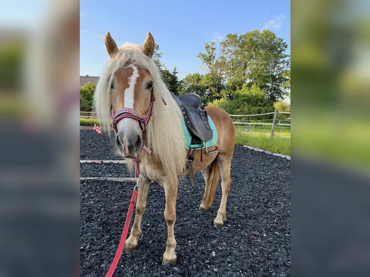 Haflinger / Avelignese Giumenta 6 Anni 150 cm in HocheckUngenach