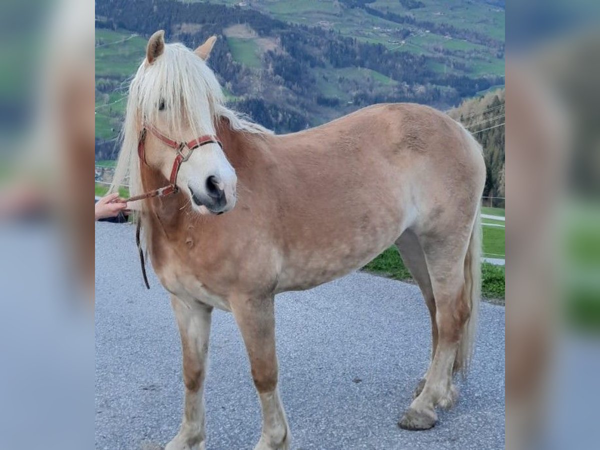 Haflinger / Avelignese Giumenta 7 Anni 150 cm Sauro in Taxenbach