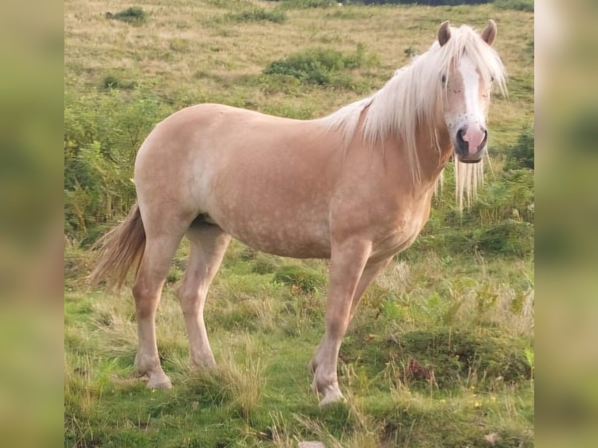 Haflinger / Avelignese Giumenta 7 Anni 150 cm Sauro in Taxenbach