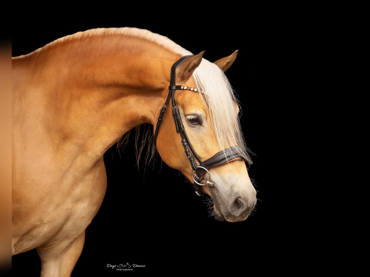 Haflinger / Avelignese Giumenta 7 Anni 152 cm Sauro in StaufenbergStaufenberg