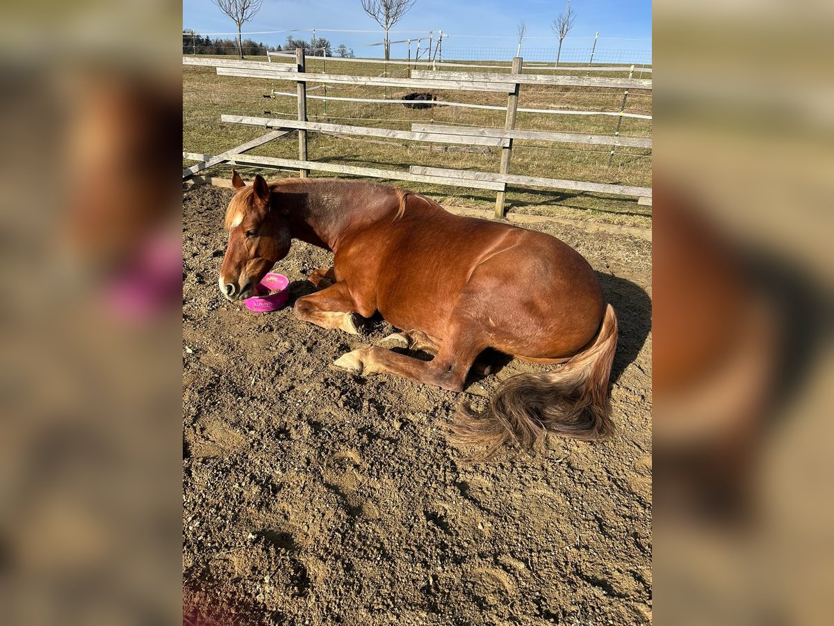 Haflinger / Avelignese Mix Giumenta 7 Anni 155 cm Sauro in Sauldorf