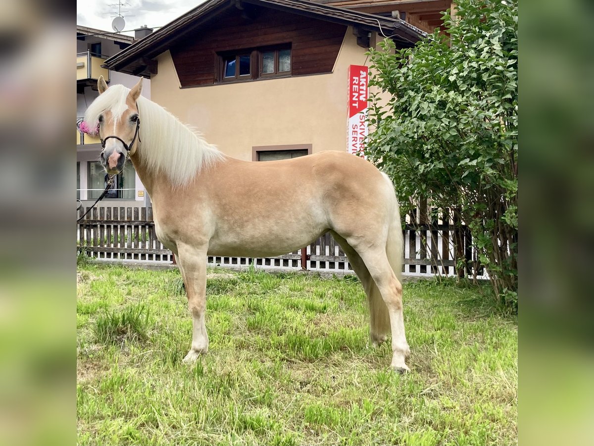 Haflinger / Avelignese Giumenta 7 Anni in Längenfeld